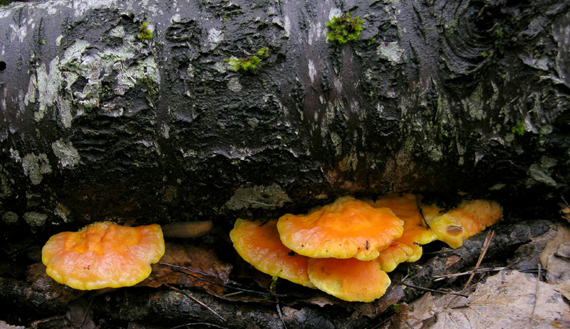 Laetiporus sulphureus(Bull.:Fr.)Murrill